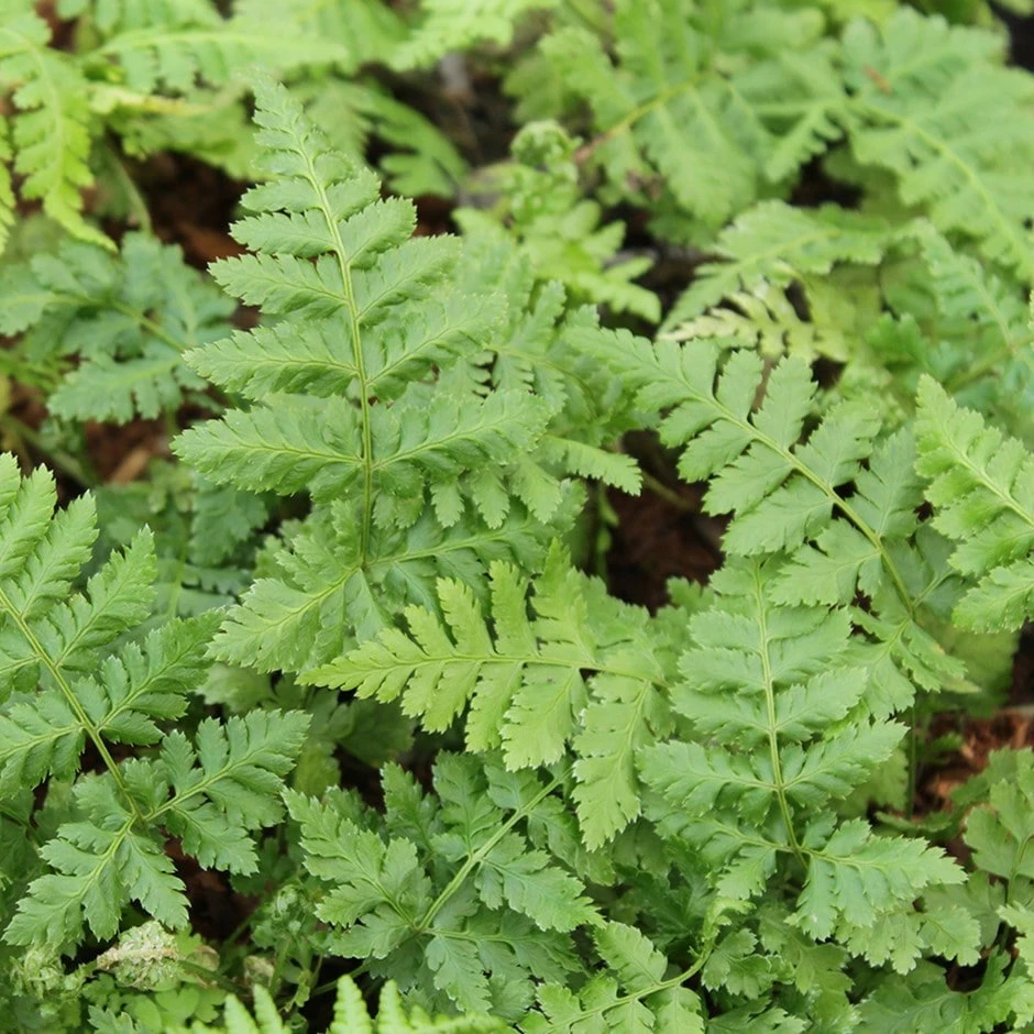 Dryopteris Dilatata 3 Dryopteris Dilatata