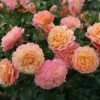 Rose Of The Year 2023Rosa Peach Melba -plant store pl2000046733