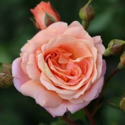 Rose Of The Year 2023Rosa Peach Melba 7 Rose Of The Year 2023Rosa Peach Melba -plant store pl2000046733 card2 lg