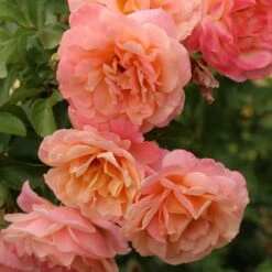 Rose Of The Year 2023Rosa Peach Melba 8 Rose Of The Year 2023Rosa Peach Melba -plant store pl2000046733 card3 lg