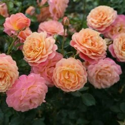 Rose Of The Year 2023Rosa Peach Melba 9 Rose Of The Year 2023Rosa Peach Melba -plant store pl2000046733 card4 lg
