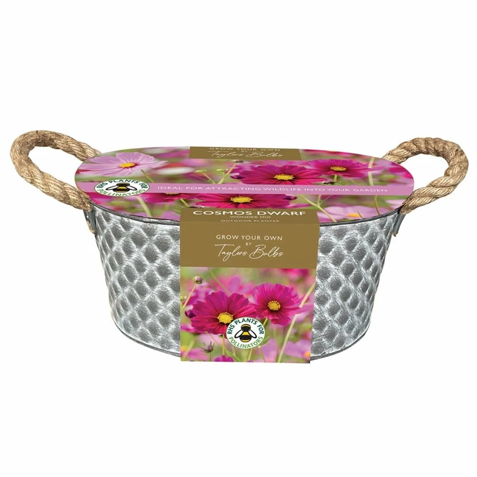 Cosmos Gift Set 3 Cosmos Gift Set