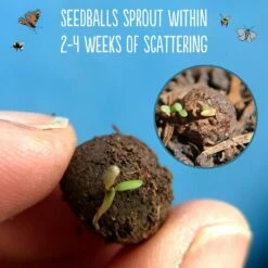 Seedballs Make Your Own Native Flowers Seedbombs Kit 10 Seedballs Make Your Own Native Flowers Seedbombs Kit -plant store pl2000046784 card5 lg
