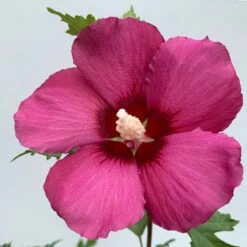 Hibiscus Syriacus Flower Tower Ruby ('Gandini Van Aart Ruby') (PBR) -plant store pl2000046881 card2 lg