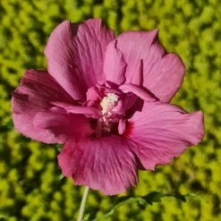 Hibiscus Syriacus Flower Tower Ruby ('Gandini Van Aart Ruby') (PBR) -plant store pl2000046881 card3 lg