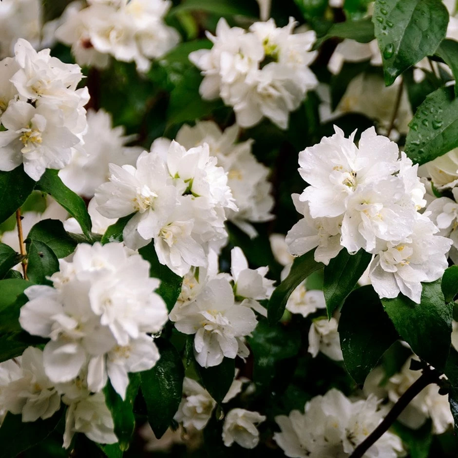 Philadelphus 'Minnesota Snowflake' 3 Philadelphus 'Minnesota Snowflake'