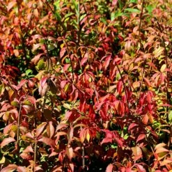 Euonymus Alatus 'Timber Creek' -plant store pl2000046910 card2 lg