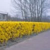 Forsythia 'Lynwood Variety' - Flowering Hedging 1 Forsythia 'Lynwood Variety' - Flowering Hedging -plant store pl2000047119