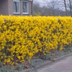 Forsythia 'Lynwood Variety' - Flowering Hedging -plant store pl2000047119 card3 lg