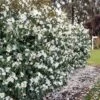 Magnolia Fairy Magnolia White - Magnolia Hedging 2 Magnolia Fairy Magnolia White - Magnolia Hedging -plant store pl2000047122