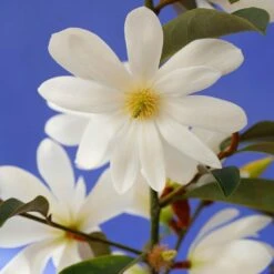 Magnolia Fairy Magnolia White - Magnolia Hedging -plant store pl2000047122 card2 lg