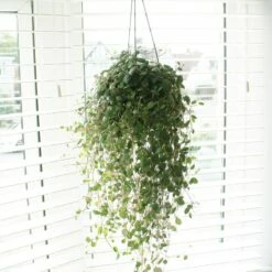 Peperomia 'Pepperspot'