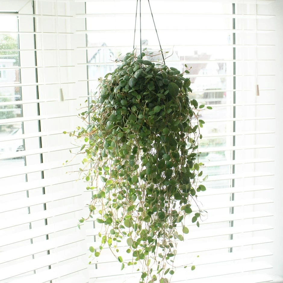 Peperomia 'Pepperspot' 3 Peperomia 'Pepperspot'