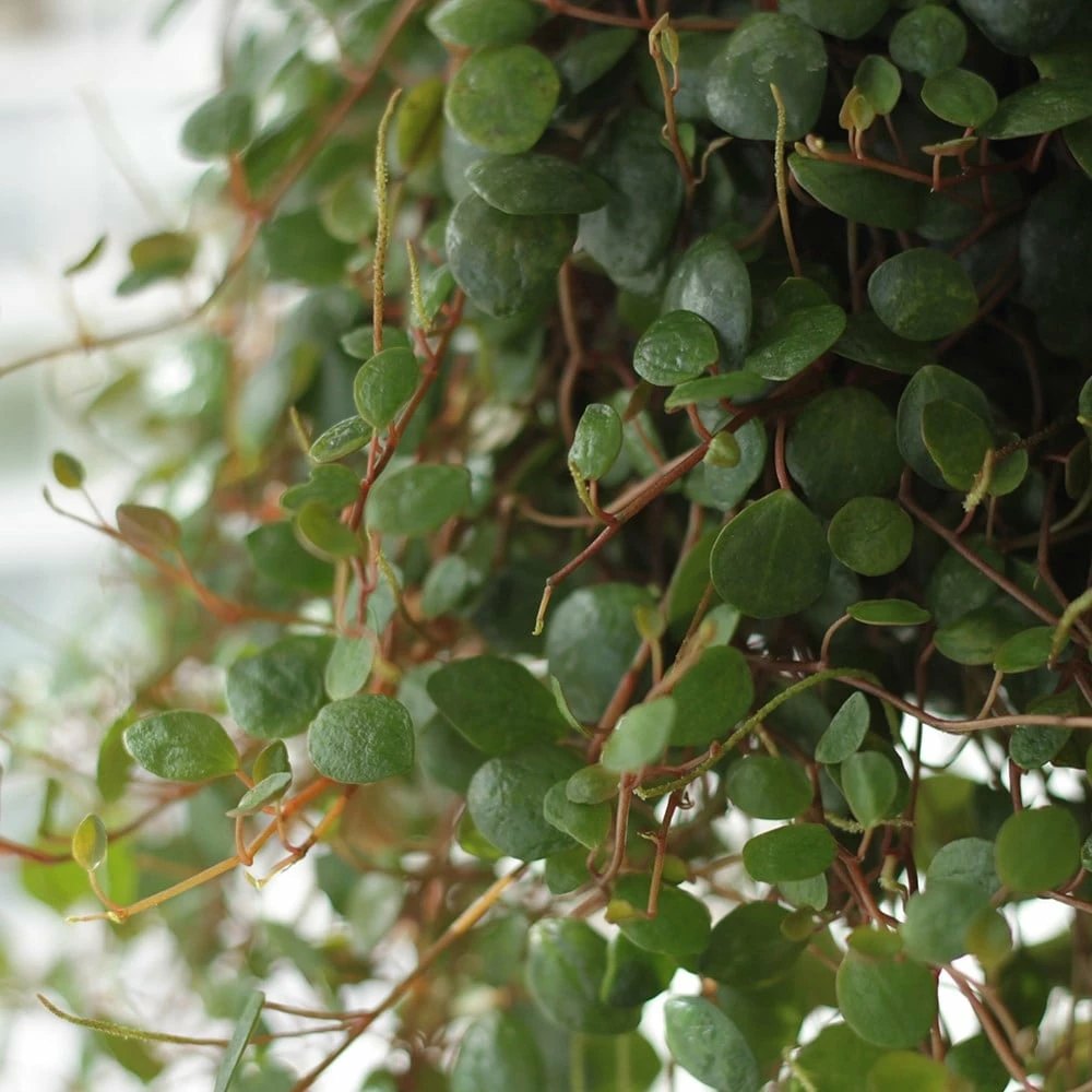 Peperomia 'Pepperspot' 4 Peperomia 'Pepperspot' - Image 2