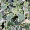 Hedera Helix 'Clotted Cream' 2 Hedera Helix 'Clotted Cream' -plant store pl2000047525
