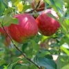 Apple 'Beauty Of Bath' 2 Apple 'Beauty Of Bath' -plant store pl2000047545