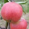 Apple 'Braeburn Hillwell' -plant store pl2000047548