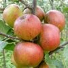 Apple 'Chivers' Delight' 2 Apple 'Chivers' Delight' -plant store pl2000047551