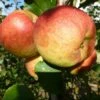 Apple 'Falstaff' (PBR) 2 Apple 'Falstaff' (PBR) -plant store pl2000047558