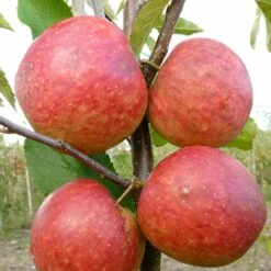 Apple 'Falstaff' (PBR) 5 Apple 'Falstaff' (PBR) -plant store pl2000047558 card2 lg