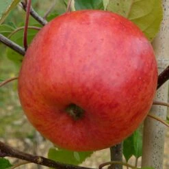 Apple 'Jupiter' (PBR)