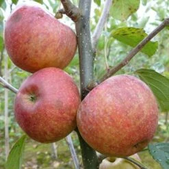 Apple 'Kidd's Orange Red'