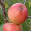 Apple 'Pinova' (PBR) 1 Apple 'Pinova' (PBR) -plant store pl2000047572