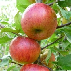Apple 'Pixie'