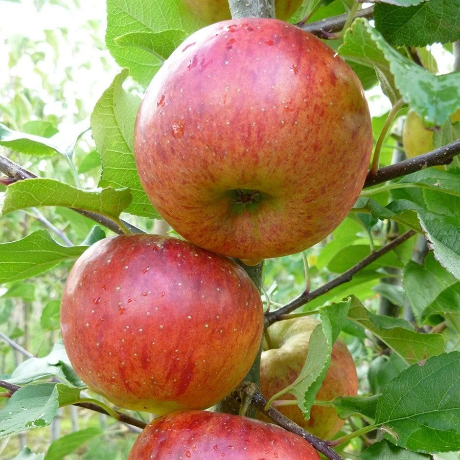 Apple 'Pixie' 3 Apple 'Pixie'
