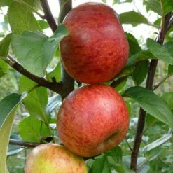 Apple 'Pixie' 6 Apple 'Pixie' -plant store pl2000047573 card2 lg