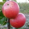 Apple 'Queen Cox' -plant store pl2000047574