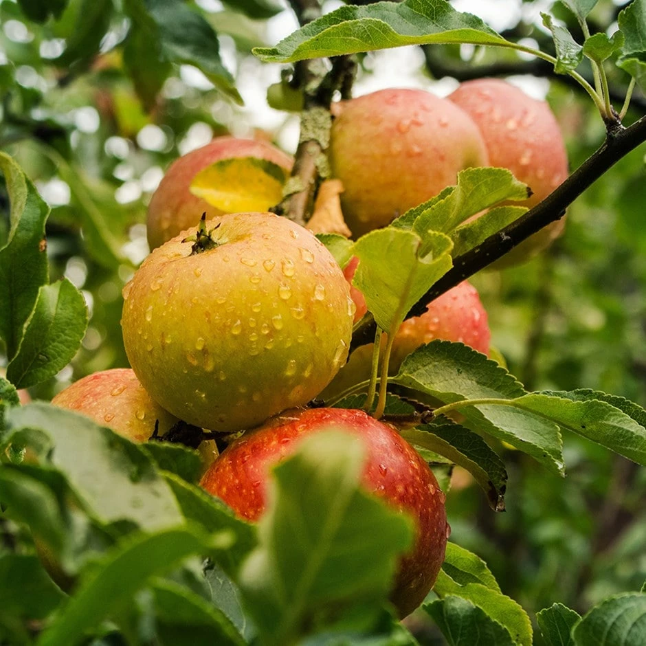 Apple 'Ribston Pippin' 3 Apple 'Ribston Pippin'