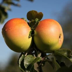 Apple 'Arthur Turner'