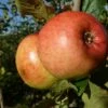 Apple 'Monarch' -plant store pl2000047596