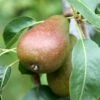 Pear 'Louise Bonne Of Jersey' 2 Pear 'Louise Bonne Of Jersey' -plant store pl2000047605
