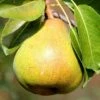 Pear 'Petite Poire' 1 Pear 'Petite Poire' -plant store pl2000047609
