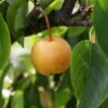 Asian Pear 'Kumoi' -plant store pl2000047613