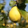 Quince 'Champion' 1 Quince 'Champion' -plant store pl2000047615