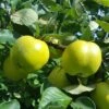 Quince 'Leskovac' 2 Quince 'Leskovac' -plant store pl2000047616