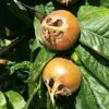 Medlar 'Nottingham' 2 Medlar 'Nottingham' -plant store pl2000047621