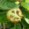 Medlar 'Royal' 2 Medlar 'Royal' -plant store pl2000047622