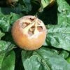 Medlar 'Westerveld' -plant store pl2000047623