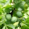 Gage 'Old Greengage' 1 Gage 'Old Greengage' -plant store pl2000047628