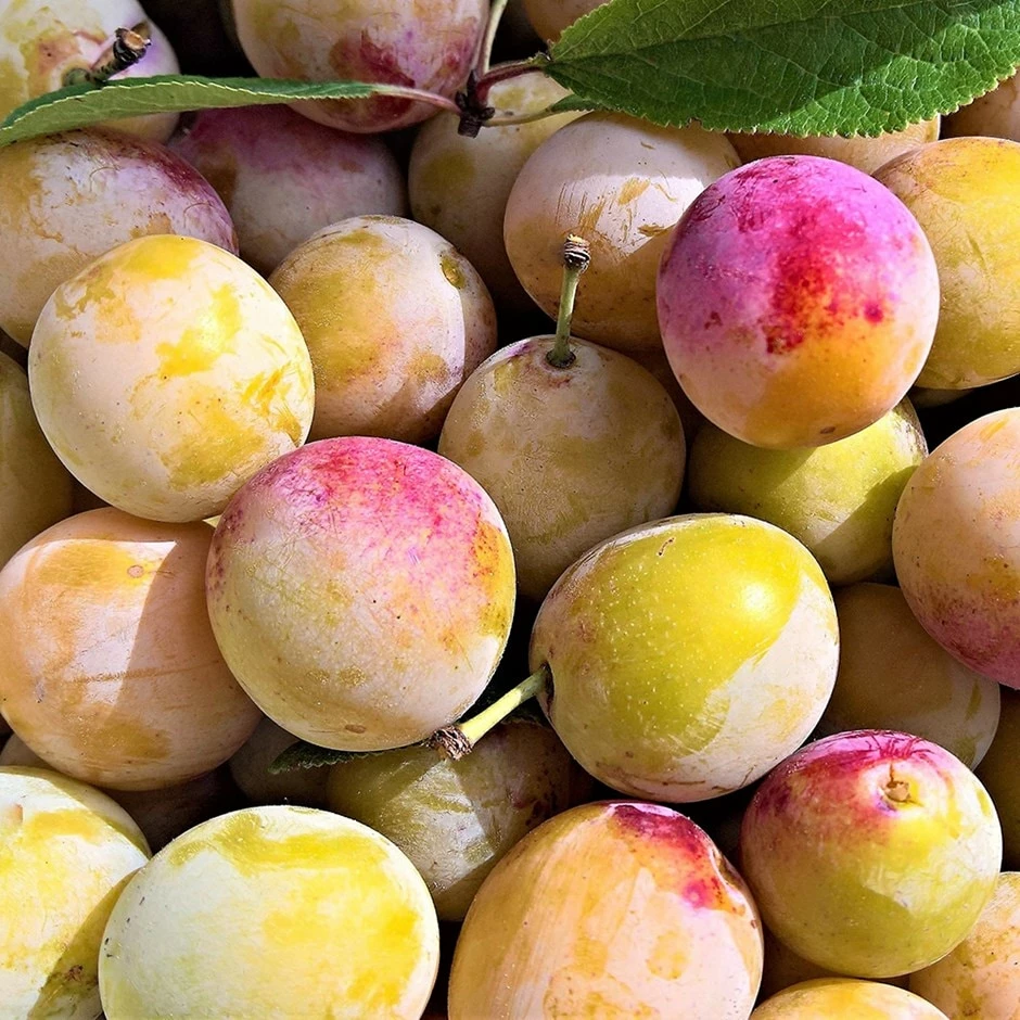 Plum 'Burbank Tangerine' 3 Plum 'Burbank Tangerine'