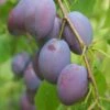 Plum 'Edwards' 2 Plum 'Edwards' -plant store pl2000047635