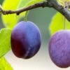 Plum 'Guinevere' -plant store pl2000047636