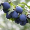 Damson 'Farleigh Damson' -plant store pl2000047646