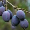 Damson 'Prune Damson' 2 Damson 'Prune Damson' -plant store pl2000047649