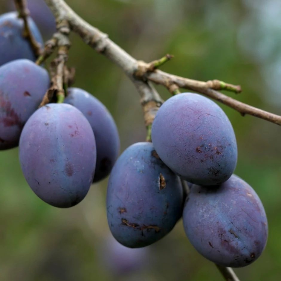 Damson 'Prune Damson' 3 Damson 'Prune Damson'