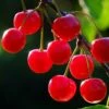 Cherry 'Nabella' 1 Cherry 'Nabella' -plant store pl2000047653
